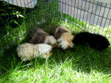 Im Garten der Hirthen-Stube